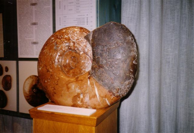 1996 Hallstatt 44